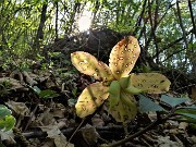 24 Elleborus niger (Elleboro) in avanzata fruttescenza 